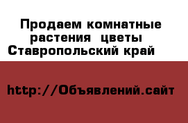 Продаем комнатные растения, цветы - Ставропольский край  »    